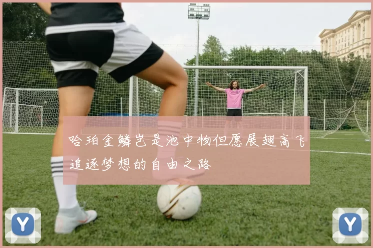 哈珀金鳞岂是池中物但愿展翅高飞追逐梦想的自由之路